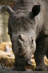 Obraz premium Breitmaulnashorn