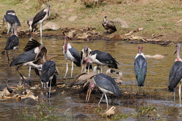 African marabou eating carrions in Mara river water, Masai Mara