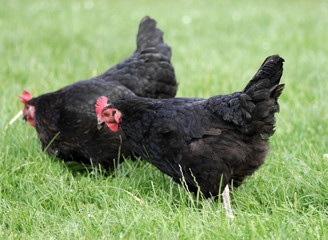 hen