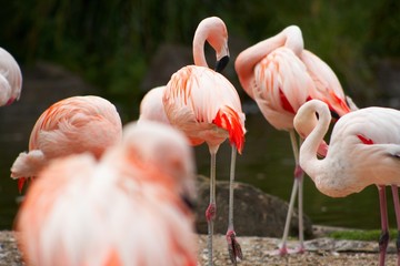 Flamingo