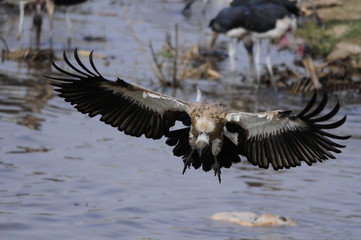 African White-backed Vulture (Gyps Africanus), Kenya, Masai Mara