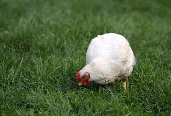 hen