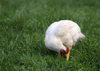 hen
