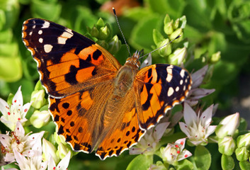 Distelfalter, Vanessa cardui, Cynthia cardui