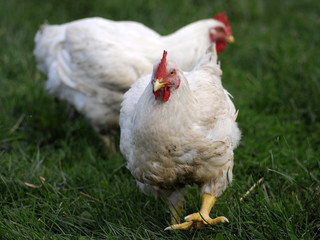 hen