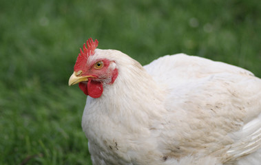 hen