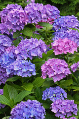 Hortensie, Gartenhortensie, Hydrangea macrophylla