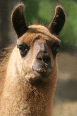 Obraz premium Lama