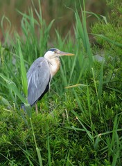 Gray heron (Ardea cinerea)