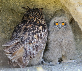 chick and adult eagle owl © RobertoC