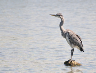 ruffled Young Gray Heron fishing