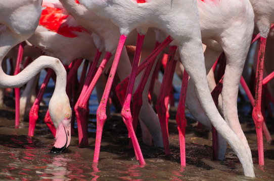 Fototapeta legs, necks and a single head of greater flamingoes