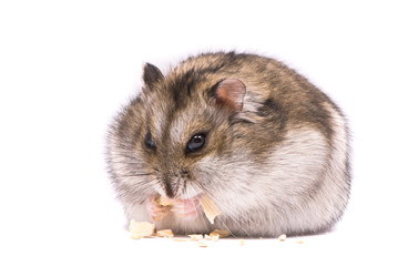 Dwarf hamster eating pumpkin seed