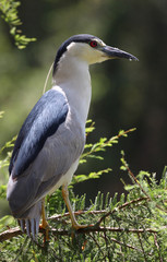 Heron