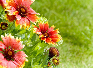 Obraz premium summer, flowers
