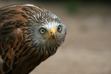 red kite