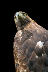 golden eagle