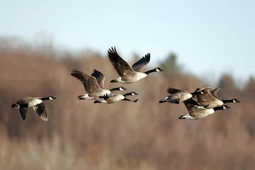 Wall murals Canada canada geese in flight