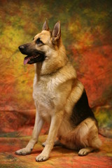 German Shepherd Sitting