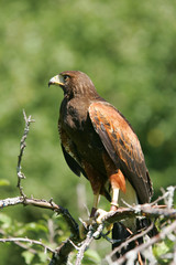 Harris Hawk in Tree