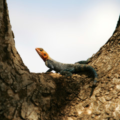 Male Agama lizard in the Samburu National preserve