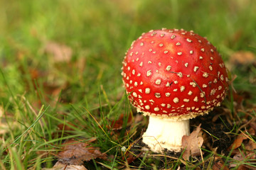 Toadstool in the grass with leafs