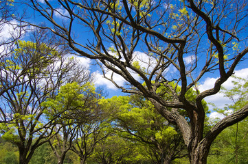 Acacia tree over sky