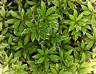 Rosettes of bicolor decorative garden plant foliage, closeup
