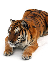 Siberian Tiger in Snow