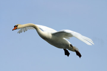 Beautiful Mute Swan in Flight