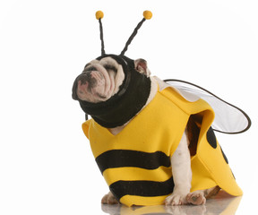 english bulldog dressed up as a bee on white background