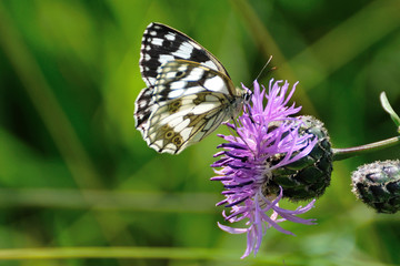 schmetterling