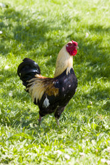 Gallo