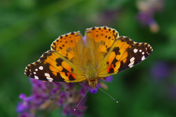 Diestelfalter auf  Blume