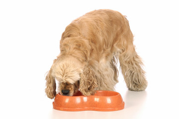 American Cocker Spaniel eating food