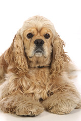 American Cocker Spaniel