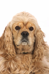 American Cocker Spaniel