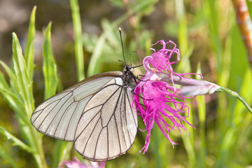 The butterfly on a flower