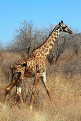 Giraffe in bushy savanna
