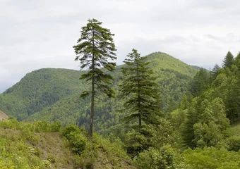 Tafelkleed Two old pines in hill © RedTC