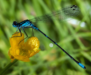 Azure Damselfly