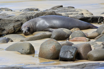 Fur Seal Napping among Boulders