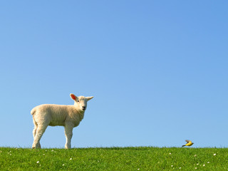 Lamm und Schafstelze