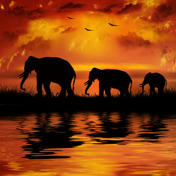 Elephants on a beautiful sunset background