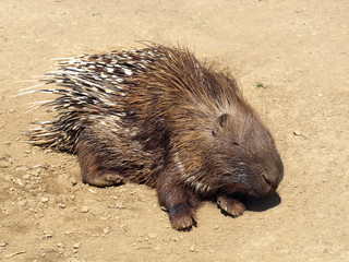 Weißschwanz-Stachelschwein