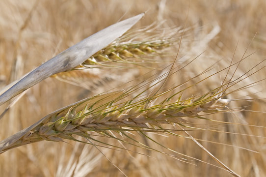agricultura 13