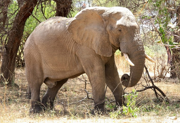 Old male elephant in bush