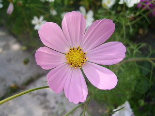 Obraz premium brightly lilac flower of the daisywheel