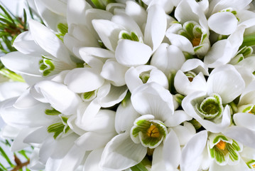 snowdrop flowers background