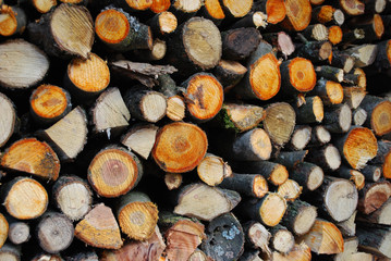 Firewood